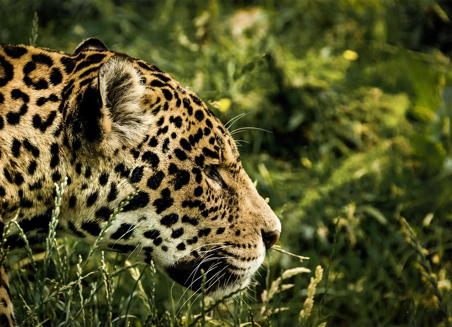 Jhalana Leopard Safari