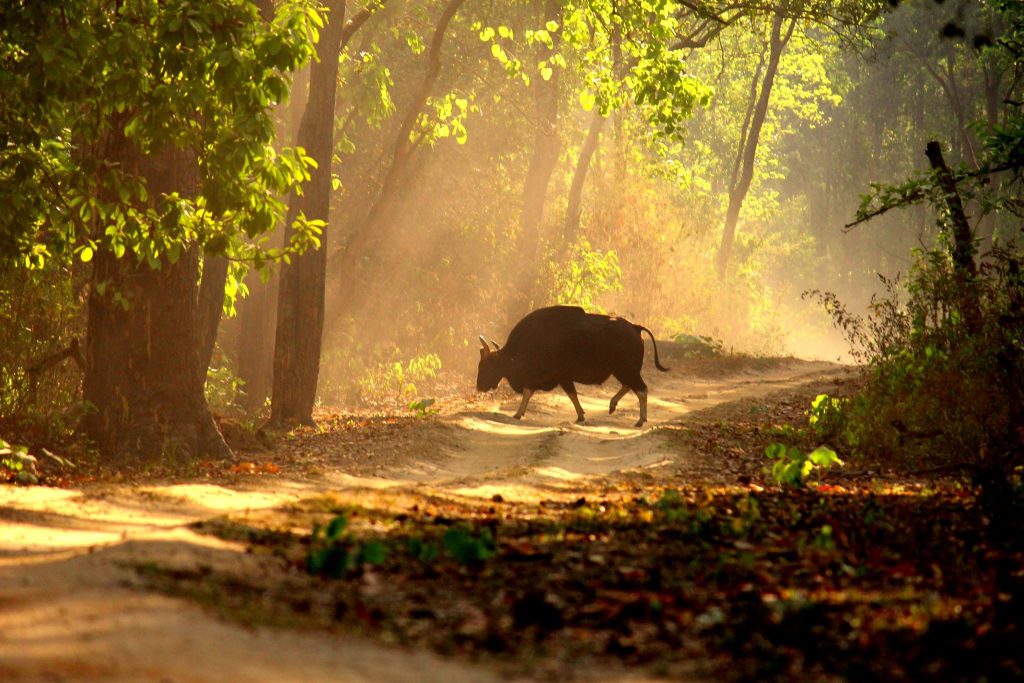 kanha national park