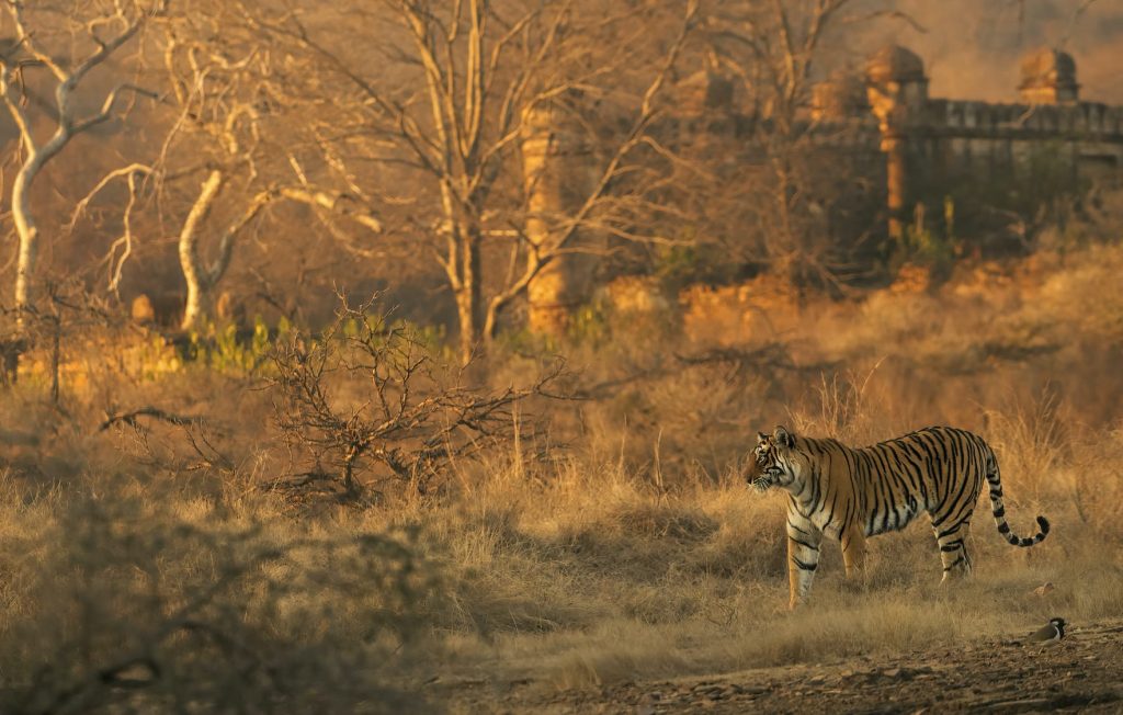 ranthambore