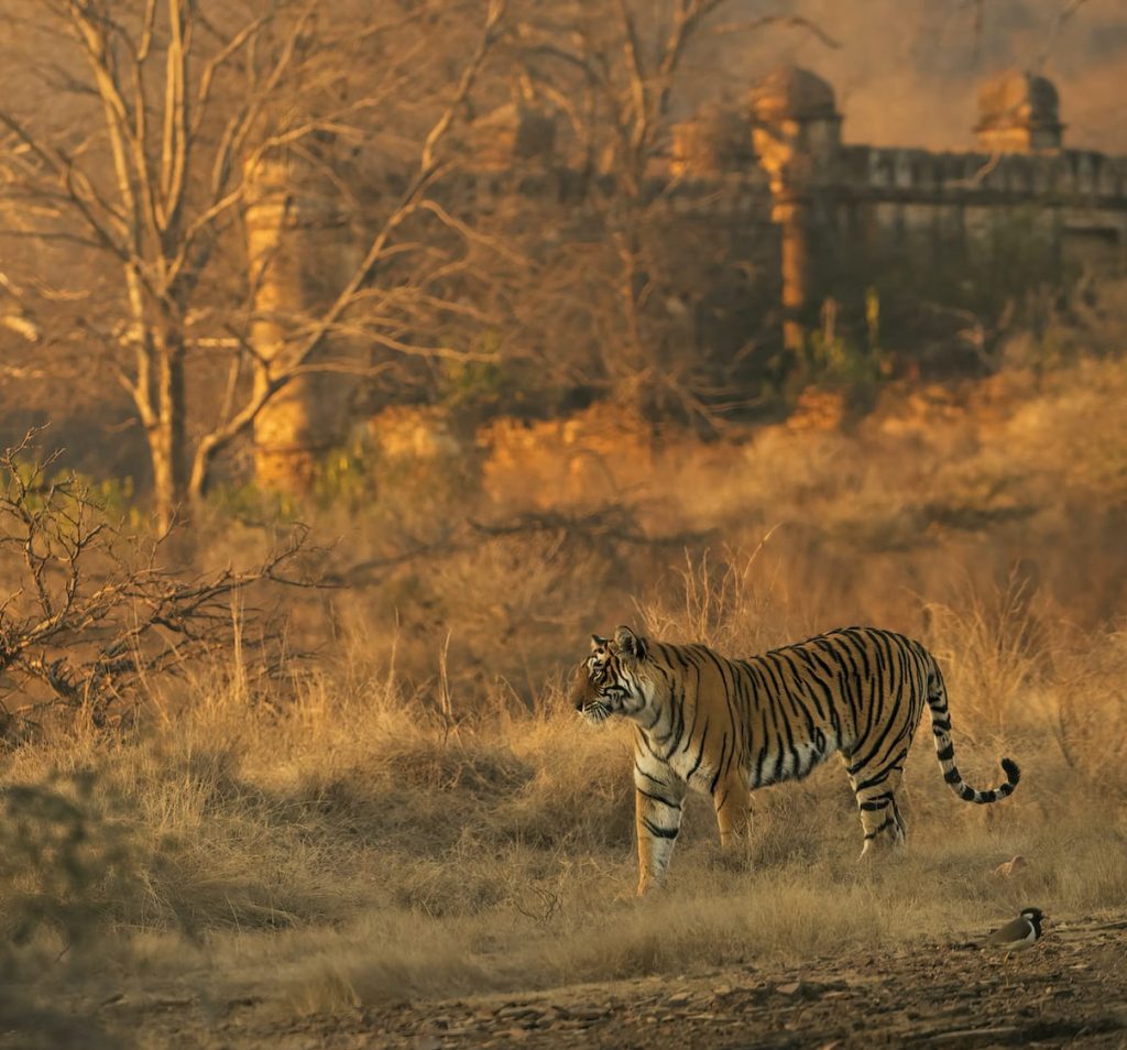 Big cat tours