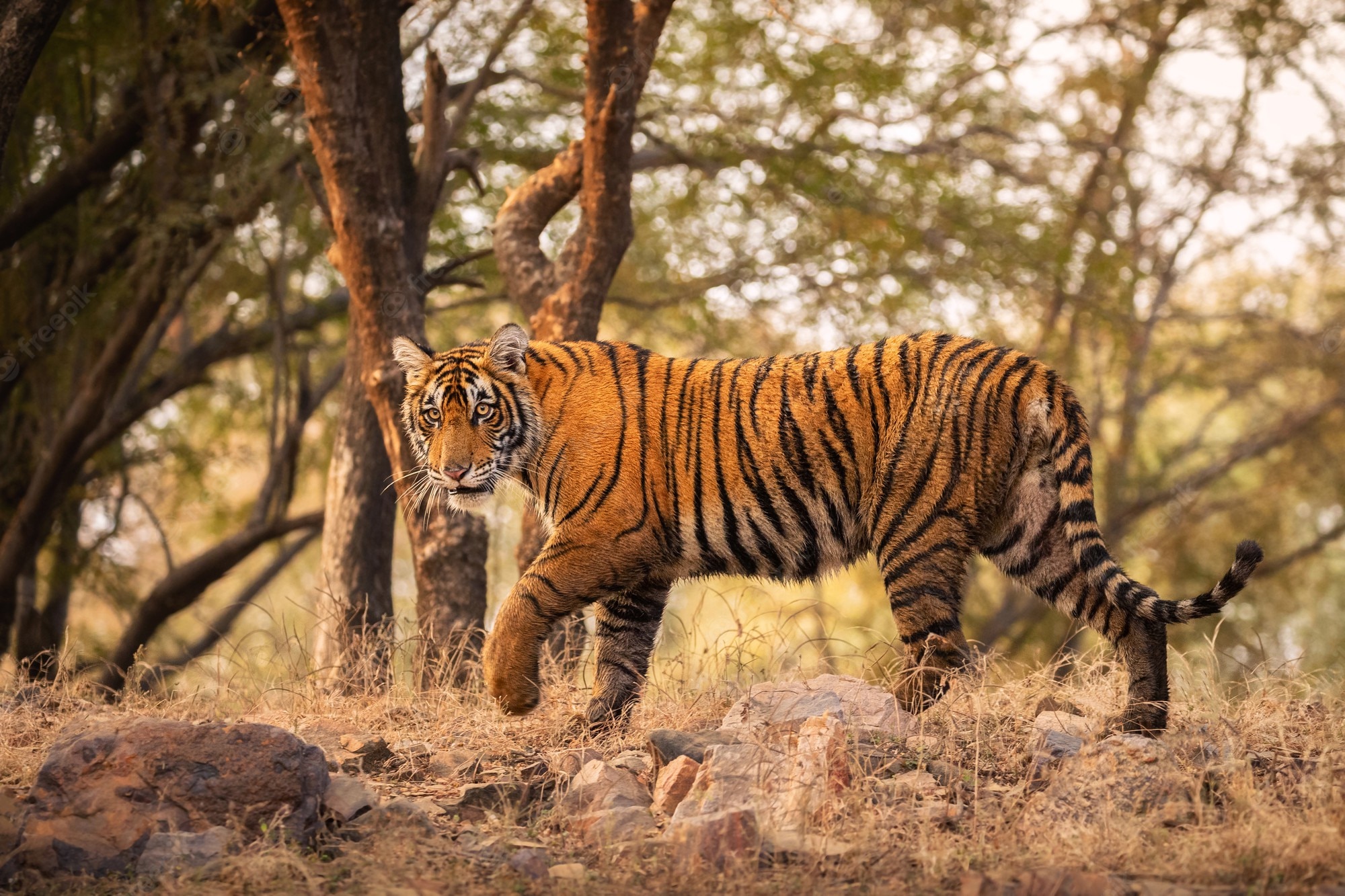 Sariska National Park