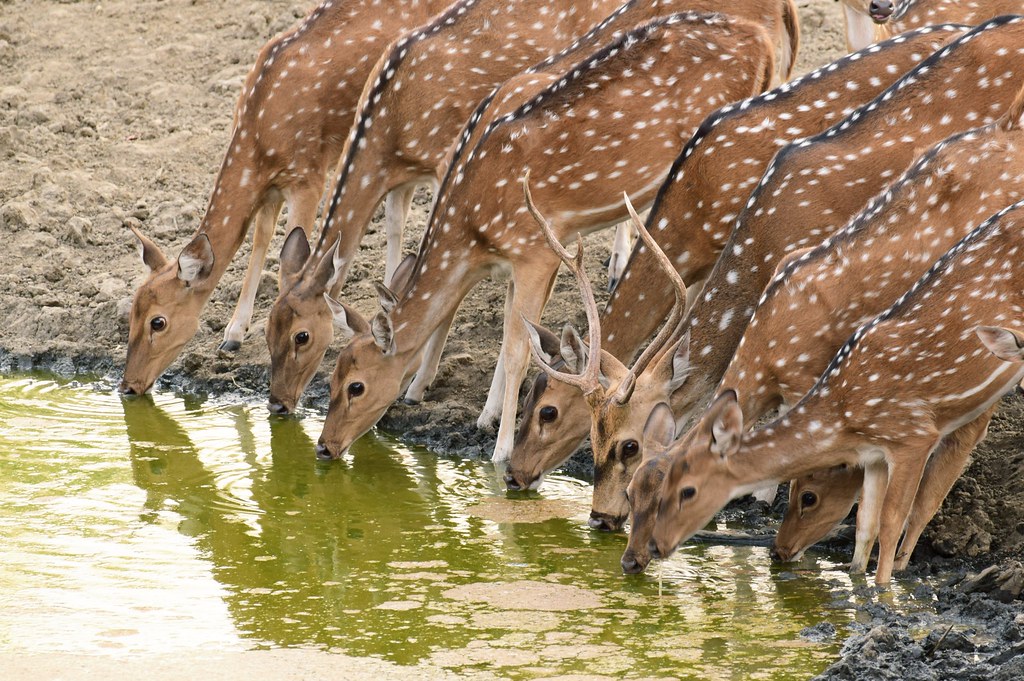 Pench National Park