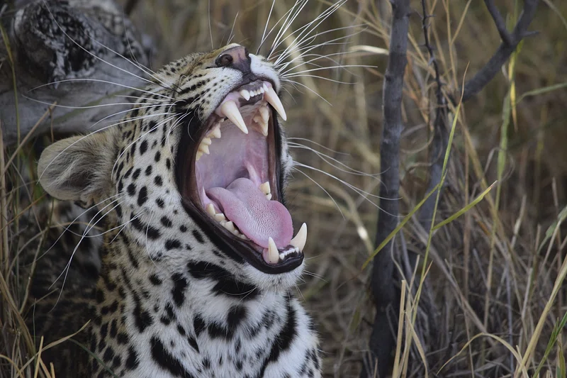 Keoladeo National Park