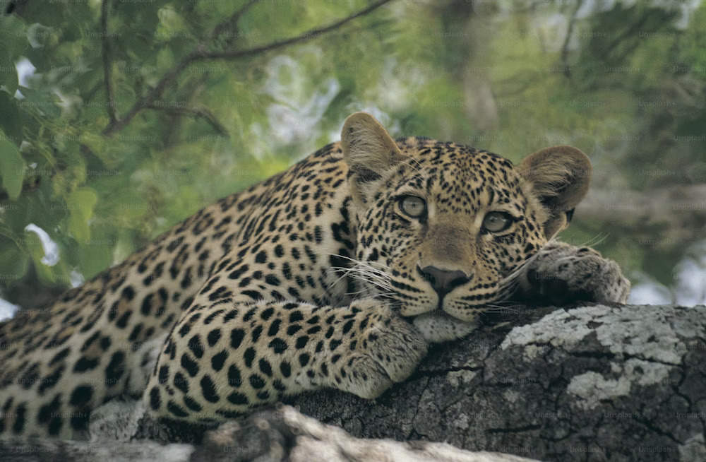 Jim Corbett National Park