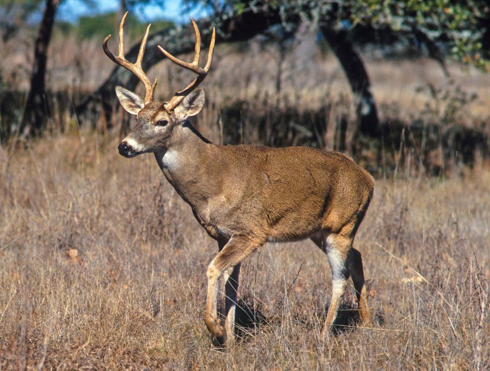 whitetail-deer-
