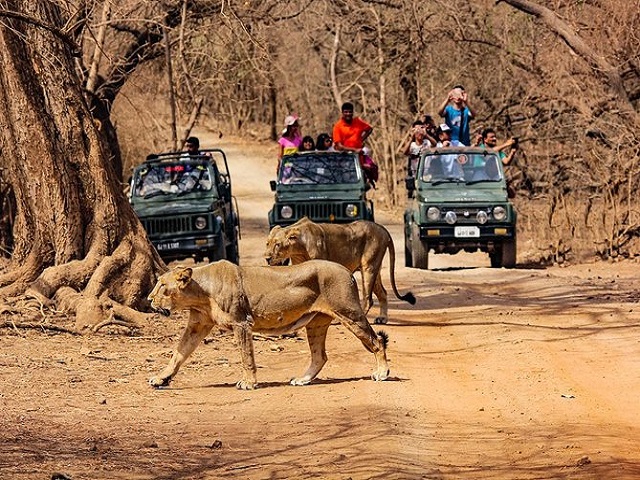 Gir National Park (Gujarat)