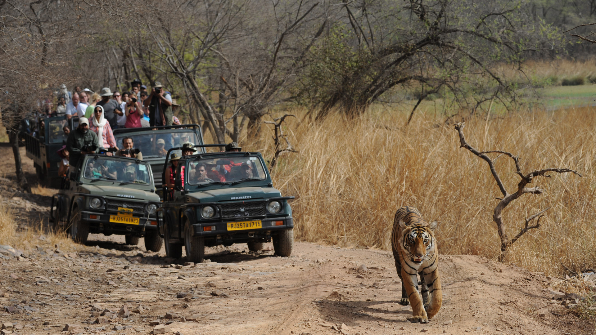 Ranthambore