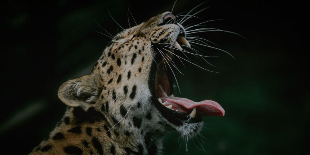 Jawai Wildlife Safari