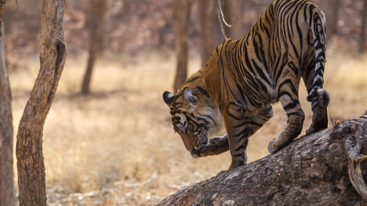 ranthambore national park