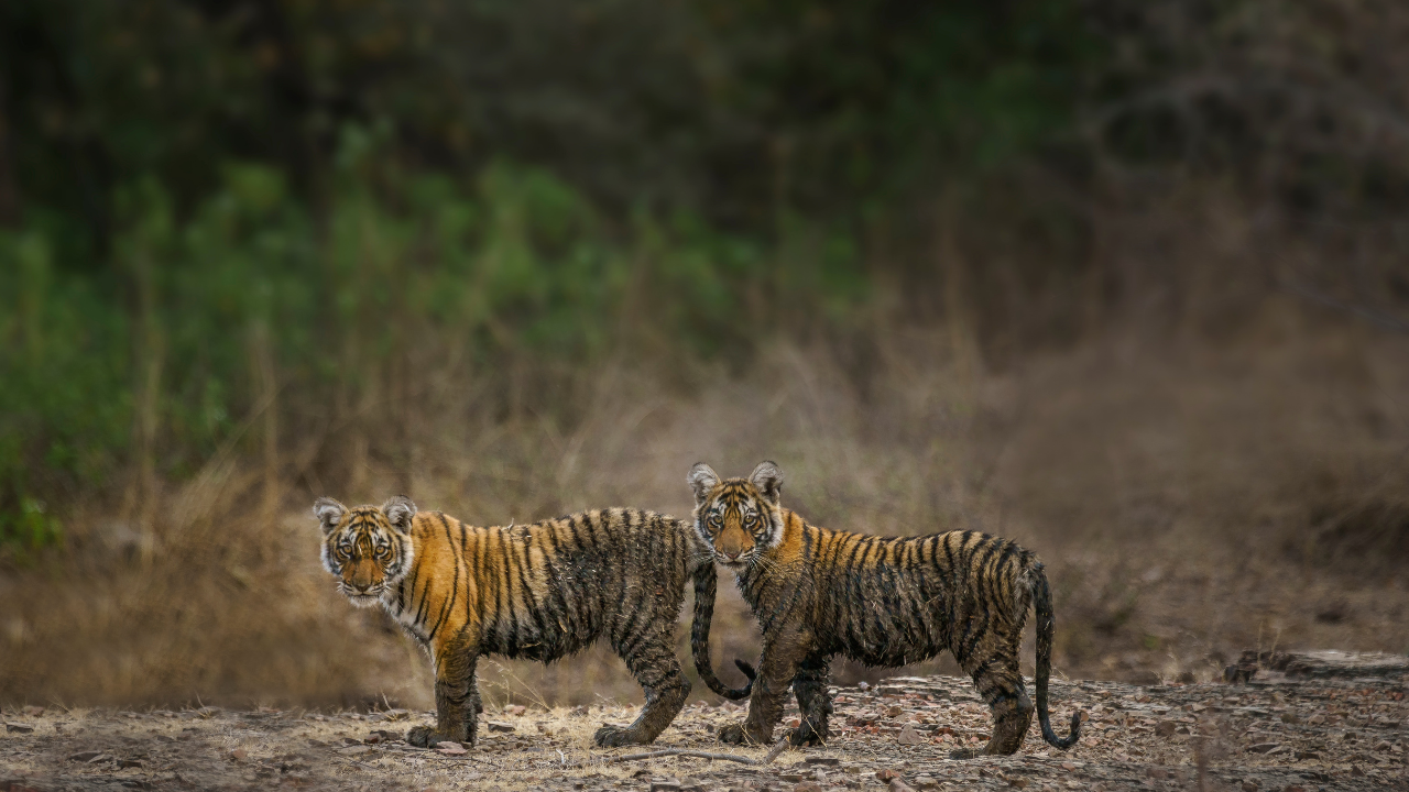 ranthambore