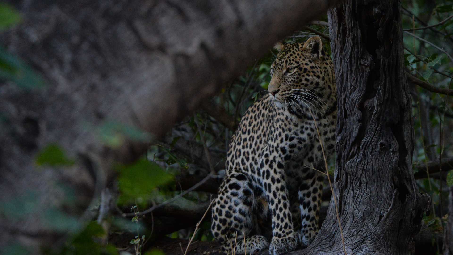 jawai leopard safari