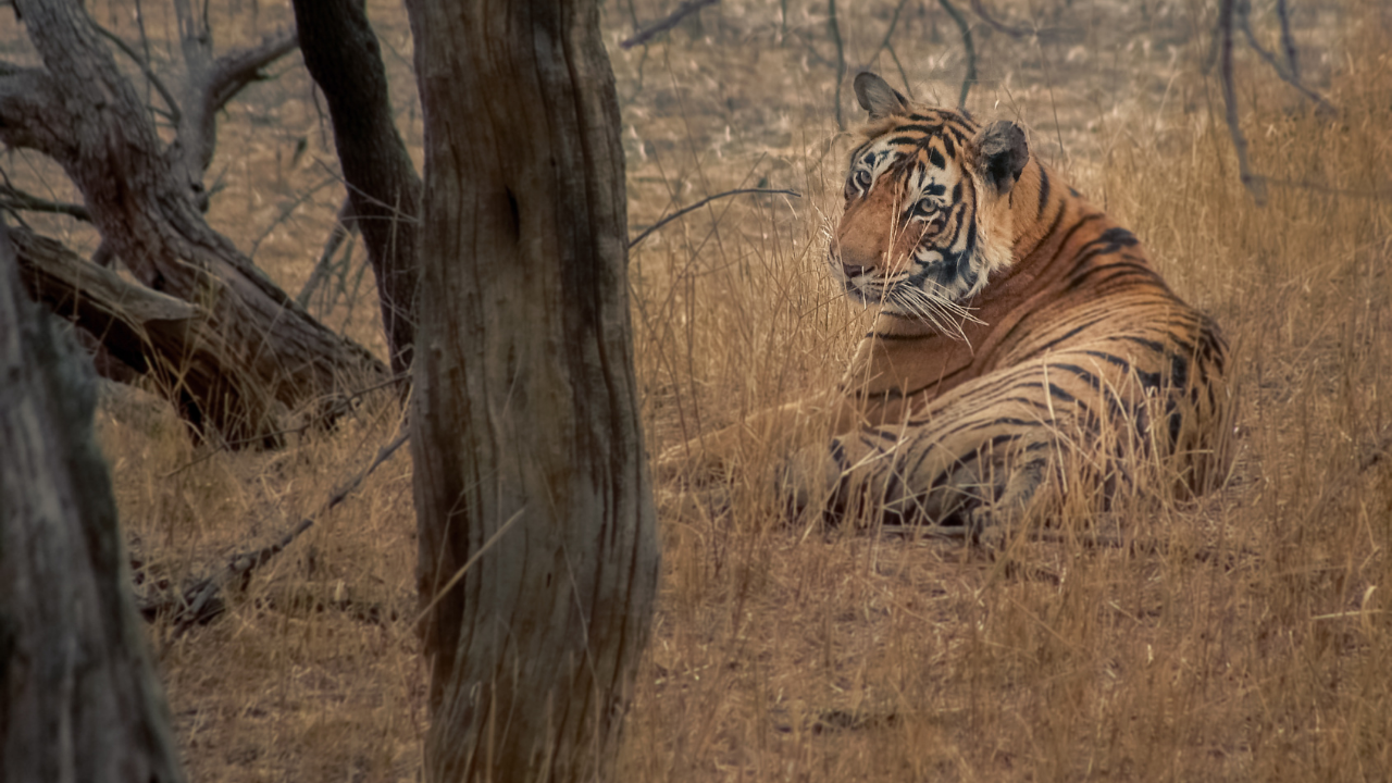 ranthambore safari