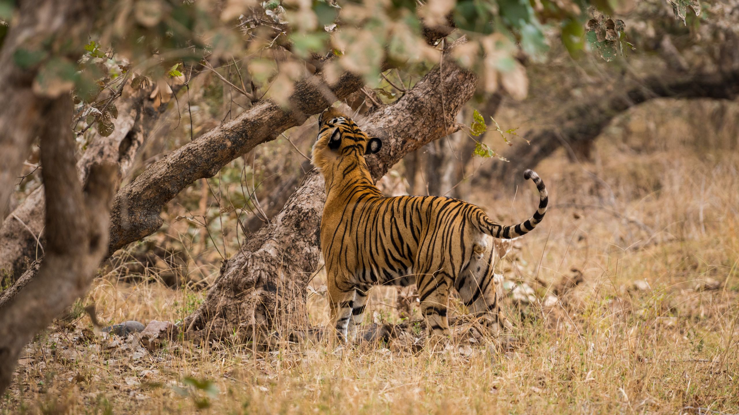 Bandhavgarh Safari Timings