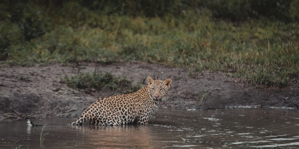 jawai leapord Safari