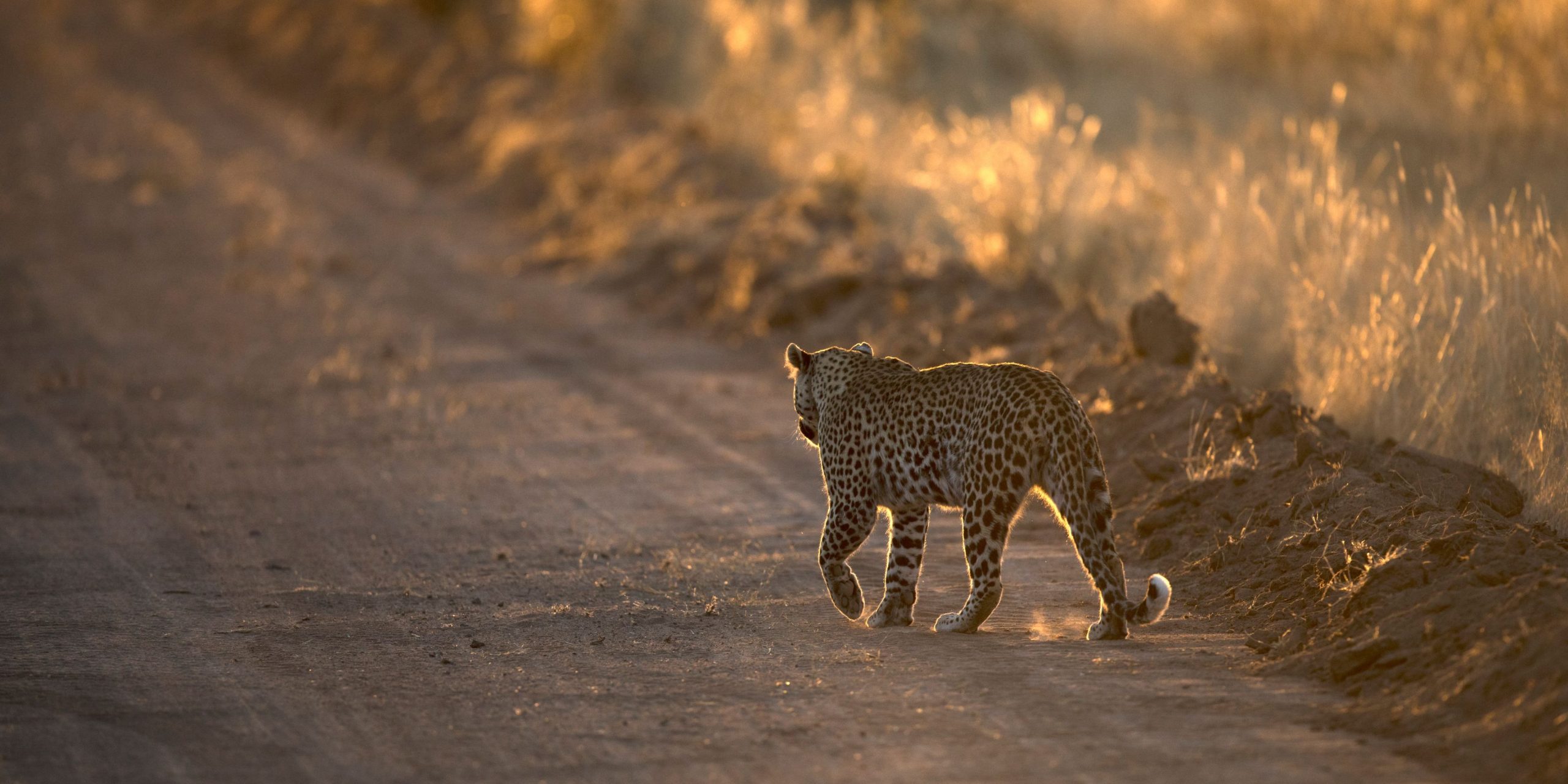 Leopard in Jhalana Forest