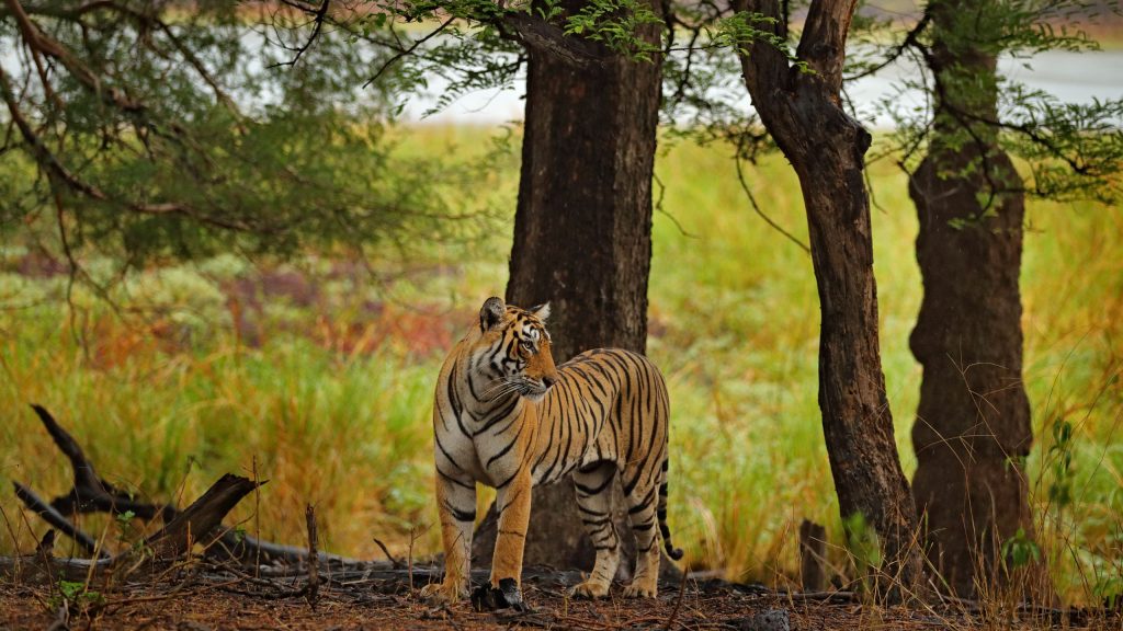 jim corbett national park
